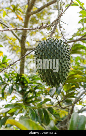 Frutta soursop (Annona muricata) appesi dall'impianto, nel suo ambiente naturale Foto Stock