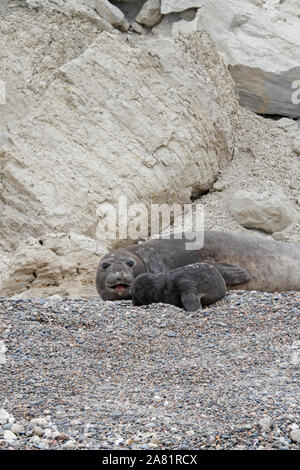 Le guarnizioni di tenuta di elefante, Madre e pup. Penisola Valdes, Chubut provincia, Argentina, Patagonia, Foto Stock