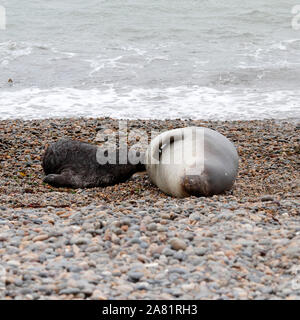 Le guarnizioni di tenuta di elefante, Madre e pup. Penisola Valdes, Chubut provincia, Argentina, Patagonia, Foto Stock