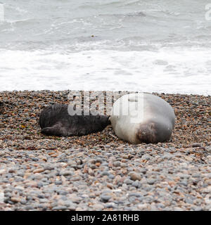 Le guarnizioni di tenuta di elefante, Madre e pup. Penisola Valdes, Chubut provincia, Argentina, Patagonia, Foto Stock