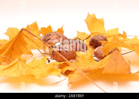 Un mazzetto di sporco e con la buccia in piedi sul tubo di funghi Suillus isolato su uno sfondo bianco con giallo foglie di acero. Messa a fuoco selettiva. Foto Stock