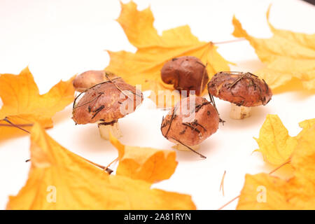 Un mazzetto di sporco e con la buccia in piedi sul tubo di funghi Suillus isolato su uno sfondo bianco con giallo foglie di acero. Messa a fuoco selettiva. Foto Stock