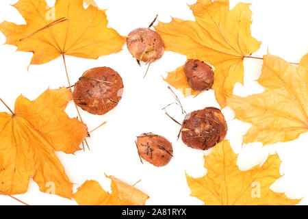 Un mazzetto di sporco e con la buccia in piedi sul tubo di funghi Suillus isolato su uno sfondo bianco con giallo foglie di acero. Messa a fuoco selettiva. Foto Stock