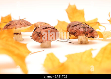 Un mazzetto di sporco e con la buccia in piedi sul tubo di funghi Suillus isolato su uno sfondo bianco con giallo foglie di acero. Messa a fuoco selettiva. Foto Stock