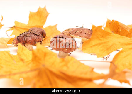 Un mazzetto di sporco e con la buccia in piedi sul tubo di funghi Suillus isolato su uno sfondo bianco con giallo foglie di acero. Messa a fuoco selettiva. Foto Stock