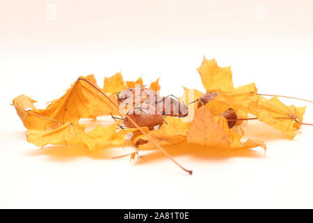 Un mazzetto di sporco e con la buccia in piedi sul tubo di funghi Suillus isolato su uno sfondo bianco con giallo foglie di acero. Messa a fuoco selettiva. Foto Stock