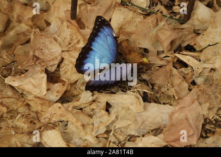 Morpho menelao una splendida blue butterfly quando ha aperto le sue ali Foto Stock