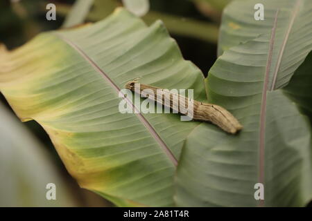 Un alto caterpillar del calligo memnon butterfly su una banana lasciare Foto Stock