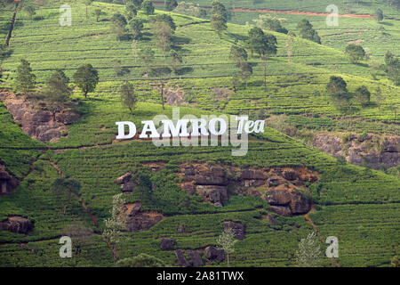 Damro piantagione di tè, vicino a Nuwara Eliya, Hill Country, Sri Lanka Foto Stock