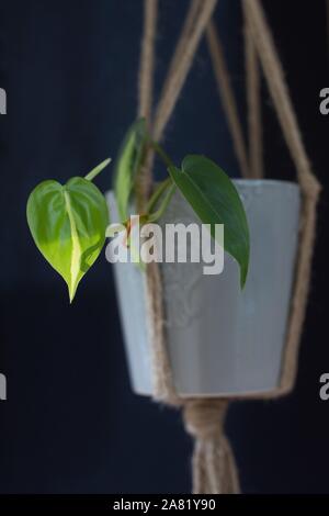 Philodendron 'Brasil' in una pentola appesa, in interni. Foto Stock