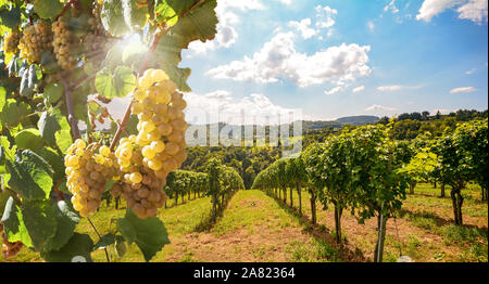 Vigneto con il Bianco di uve da vino nella tarda estate prima del raccolto nei pressi di una cantina Foto Stock