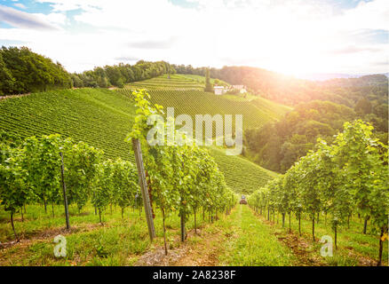 Vigneti lungo il sud della Stiria Strada del vino in autunno, Austria Europa Foto Stock