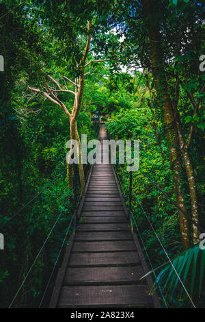 Un ponte nel mezzo della giungla Foto Stock