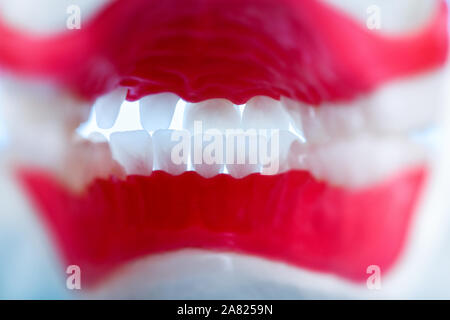 Vista interna della mascella umana con denti e gengive modello anatomico Illustrazione medica dei denti sani, cura dentale ortodontico e di concetto Foto Stock