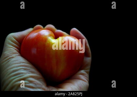 Cuore sano concetto - la mano che regge il cuore di forma (pomodoro cuore di bue pomodoro) con sfondo scuro " La tua salute è nelle tue mani" Foto Stock