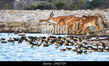 Gruppo di fronte nero impala (Aepycerus melampus petersii) drink presso un waterhole in Namibia, lungo con un branco di oche. Foto Stock