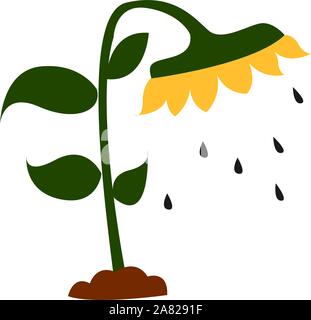 Semi di girasole, illustrazione, vettore su sfondo bianco. Illustrazione Vettoriale