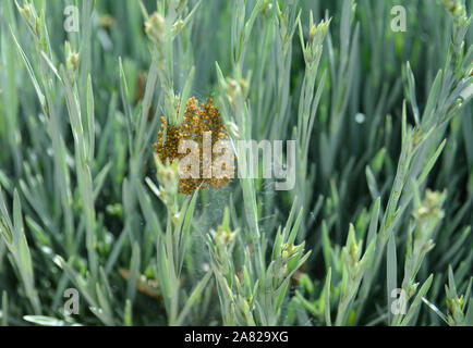 Ragnetti Foto Stock