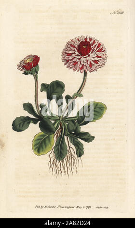 Grande il doppio daisy, Bellis perennis var. major flore pleno. Handcolored incisione su rame da Sansom da William Curtis' rivista botanica, Londra, 1793. Foto Stock