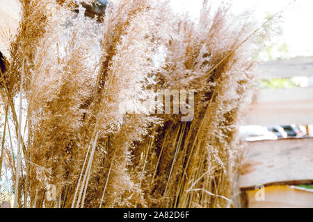 Frumento - un mazzo di fiori secchi di spikelets di grano essiccato. Grani sul ramo. Foto Stock