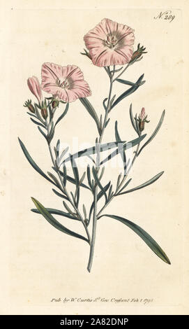 A stretta lasciava convolvulus, Convolvulus linearis. Handcolored incisione su rame da William Curtis' rivista botanica, Londra, 1795. Foto Stock