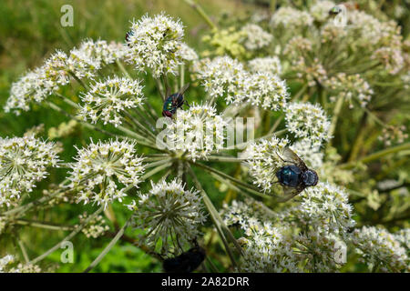 Comune bottiglia verde vola (Lucilia sericata), o greenbottles su Wild Angelica (Angelica sylvestris) fiori, Staffordshire, England, Regno Unito Foto Stock