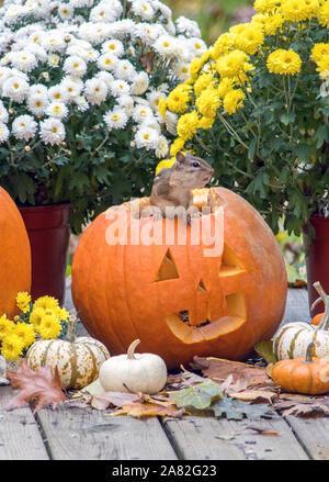 Grasso piccolo Scoiattolo striado cammina di fretta su un sorridente jack o lanterna per Halloween Foto Stock