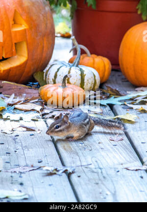Un piccolo Scoiattolo striado cammina di fretta attraverso un ponte di legno nella parte anteriore del coloratissimo autunno zucche Foto Stock