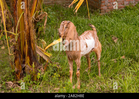 Capra marrone mangiare banana leaf dalla struttura ad albero Foto Stock