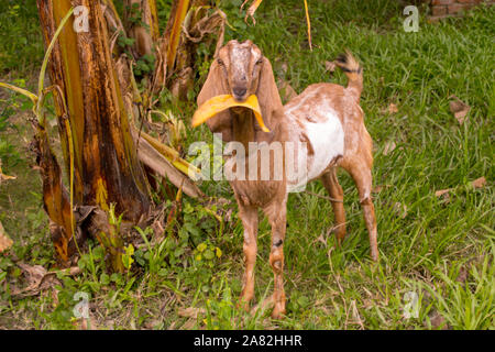 Capra marrone mangiare banana leaf dalla struttura ad albero Foto Stock