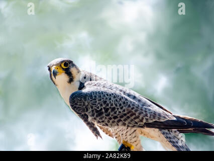 Falco pellegrino ritratto da vicino, con spazio di copia Foto Stock