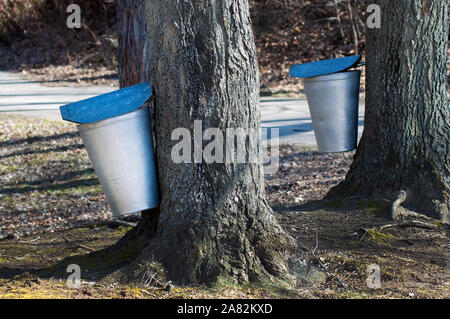 La raccolta di sciroppo d'acero Foto Stock