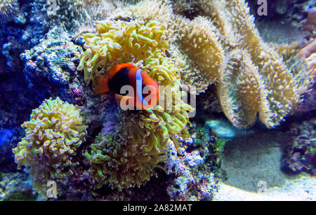 Un Pesci colorati nuotano in una l acqua salata acquario pieno di corallo, anemone e live rock Foto Stock