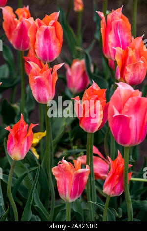 Tulipani colorati in Holland Michigan STATI UNITI Foto Stock