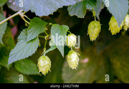 Dettagli del luppolo utilizzato per la fabbricazione della birra Foto Stock