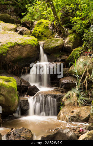 Un piccolo ruscello nella giungla in Atitlan riserva naturale vicino a Panajachel, Guatemala, Cascades su moss-coperta di rocce. Foto Stock