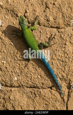 Smeraldo maschio Swift o verde lucertola spinosa, Sceloporus malachiticus, crogiolarvi al sole su una parete di adobe. San Pedro La Laguna, Guatemala. Foto Stock