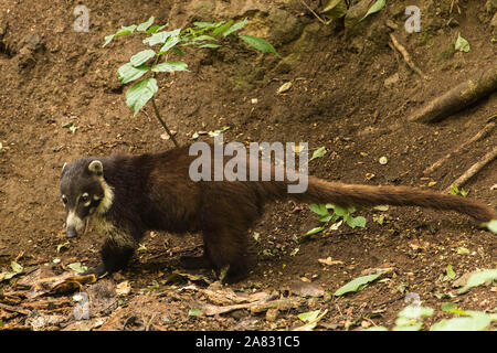 Un adulto bianco-coati dal naso, Nasua narica, foraggio per il cibo sul suolo della foresta nel Atitlan riserva naturale vicino a Panajachel, Guatemala. Foto Stock