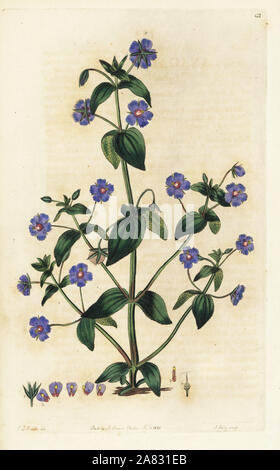 Scarlet pimpernel, Anagallis arvense (Indiano pimpernel, Anagallis indica). Handcolored incisione su rame da Bailey dopo una illustrazione botanica da Edward Dalton Smith da Robert Dolce è il British Flower Garden, Ridgeway, Londra, 1825. Foto Stock