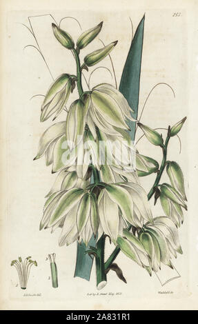 Ago palm, Yucca flaccida Pubescent-derivava (Adam's ago, Yucca puberula). Handcolored incisione su rame di Weddell dopo una illustrazione botanica da Edward Dalton Smith da Robert Dolce è il British Flower Garden, Ridgeway, Londra, 1828. Foto Stock