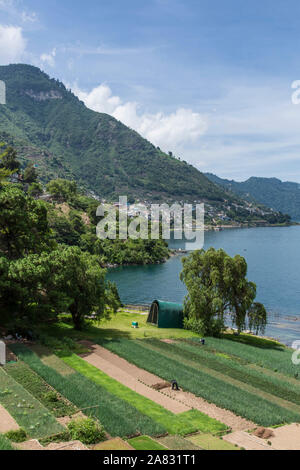 A Schiera campi di fattoria sulle rive del lago Atitlan in Guatemala con San Antonio Palopo in background. Foto Stock