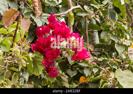 Fiori di bouganville bloom su una parete in San Antonio Palopó, Guatemala. L'effettivo i fiori sono il minuscolo gialle, circondato da red leaf brattee. Foto Stock