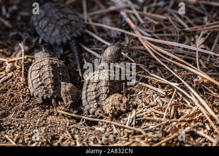 I capretti comune tartarughe Snapping (Chelydra serpentina) lasciando cova il nido Colorado, Stati Uniti d'America Ottobre 2019 Foto Stock