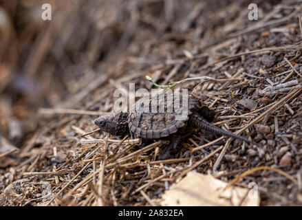 I capretti comune tartarughe Snapping (Chelydra serpentina) lasciando cova il nido Colorado, Stati Uniti d'America Ottobre 2019 Foto Stock