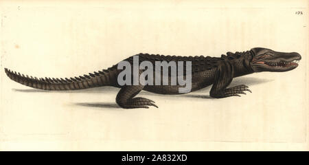 American alligator Alligator mississippiensis (Cuverian alligator Crocodilus cuvieri). Handcolored incisione su rame disegnato e inciso da Richard Polydore Nodder da William Elford Leach della miscellanea zoologica, McMillan, Londra, 1814. Foto Stock