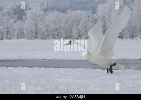 Trumpeter swan circa a prendere il volo Foto Stock