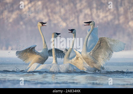 Trumpeter Swan (Cygnus buccinatore) Skirmish Foto Stock