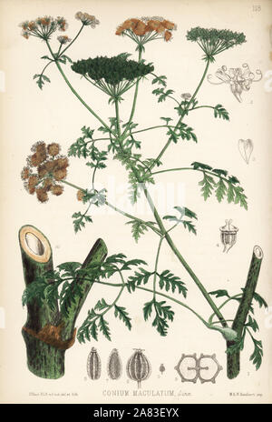 Poison hemlock, Conium maculatum. Litografia Handcolored da Hanhart dopo una illustrazione botanica da David Blair da Robert Bentley e Henry Trimen di piante medicinali, Londra, 1880. Foto Stock