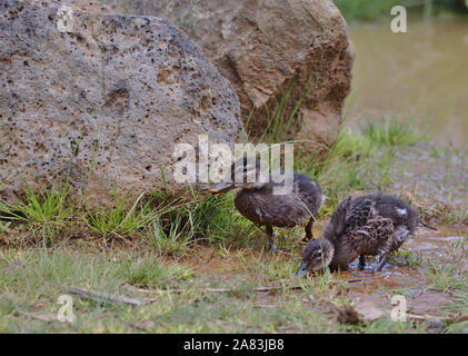 Una coppia di baby anatre in fondali bassi di una zona umida. Uno è alla ricerca di cibo mentre l'altro è a piedi. Entrambe sono rivolte verso sinistra. Foto Stock