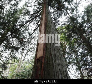 Culturalmente modificati albero di cedro con corteccia asportata per basketry nel nord-ovest del Pacifico Prime nazioni di tradizione Foto Stock